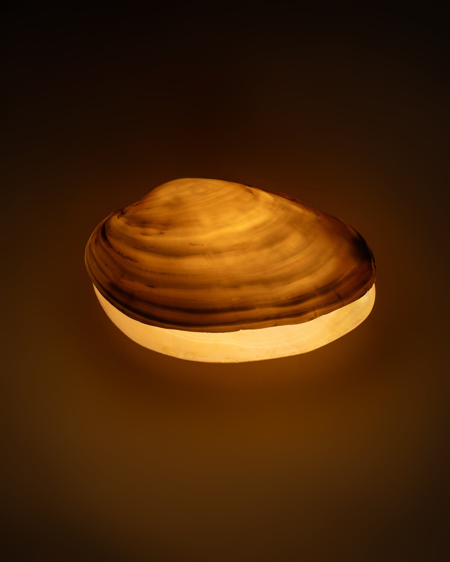 Oyster Pearl