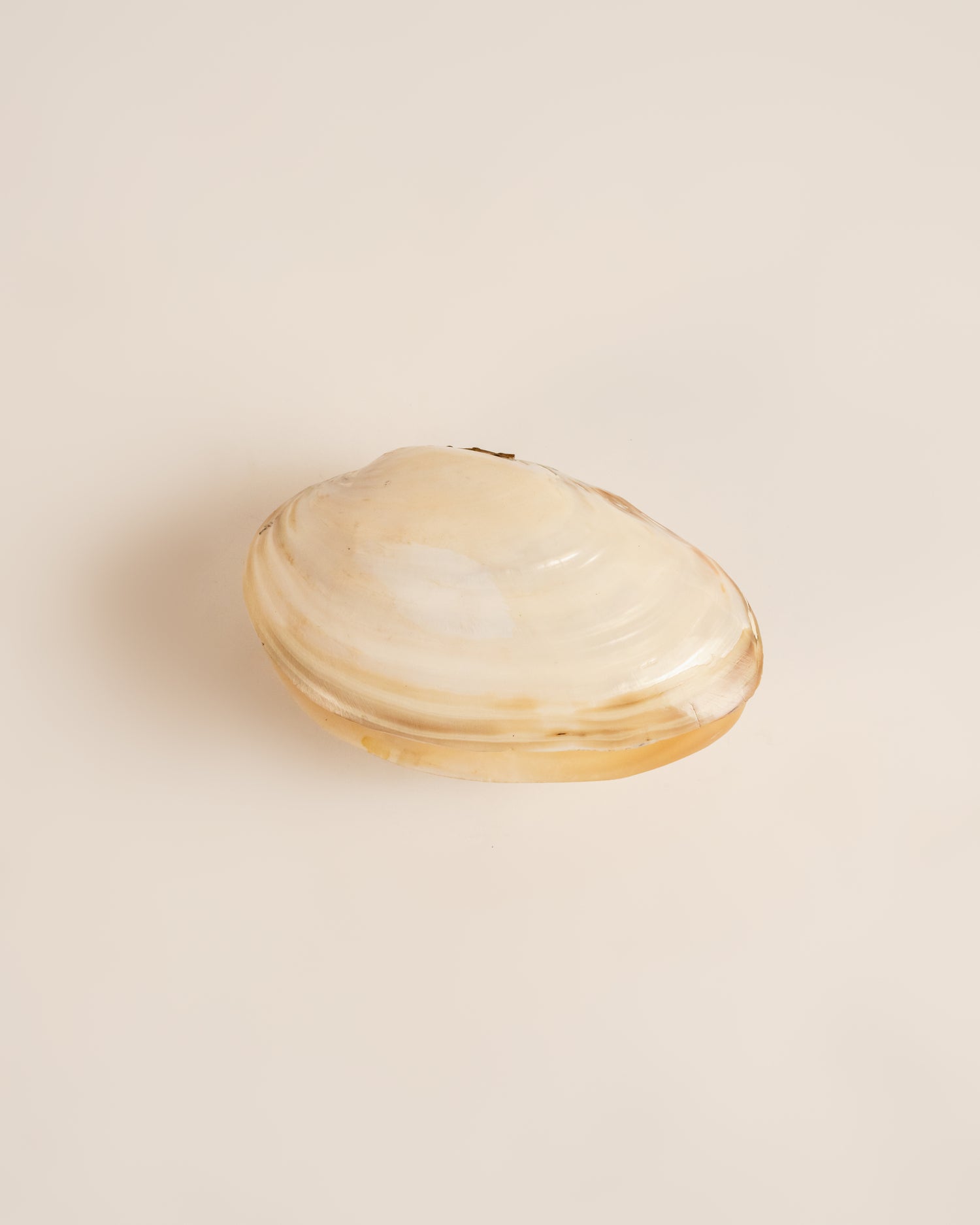 Oyster Pearl